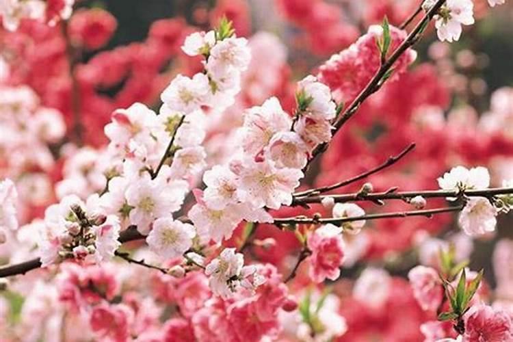桃花劫意义