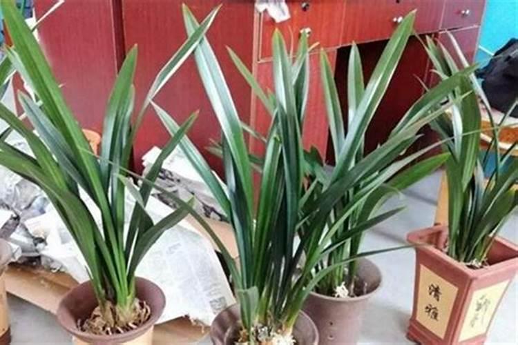 墨兰求祖母治疗不孕第几集