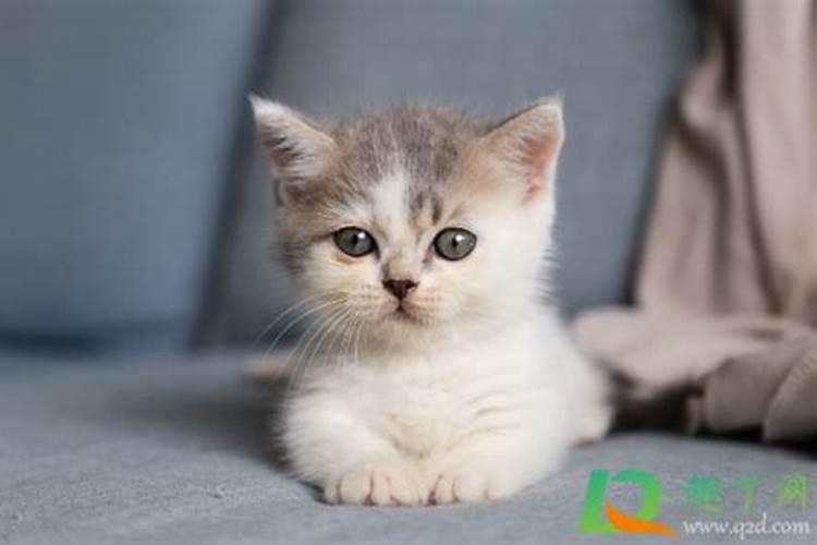 周公解梦梦见猫生小猫