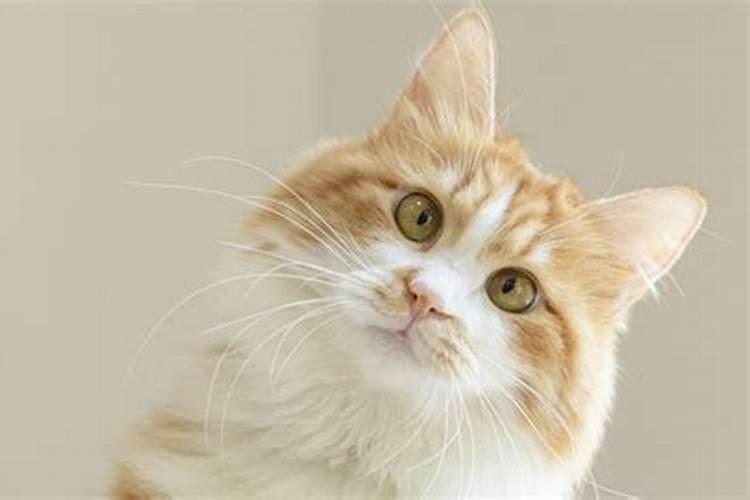 女人梦见猫生小猫是吉兆