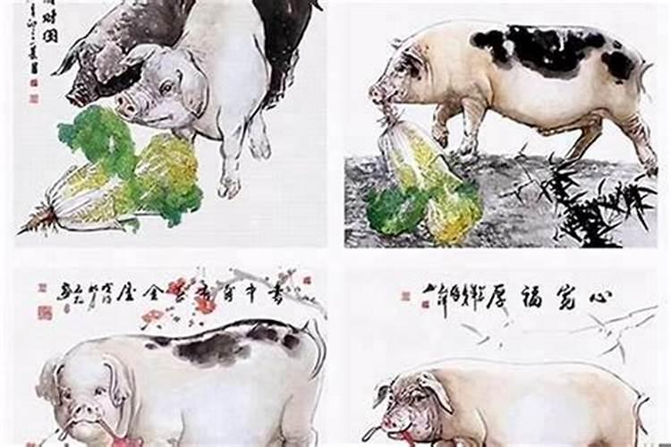 属猪最佳婚配前十名属相