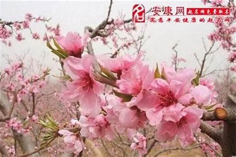72年鼠男人2024年运势及运程如何