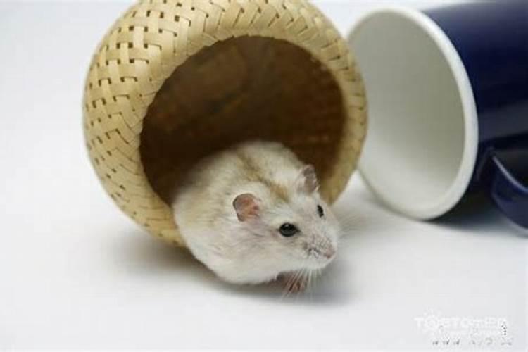 属狗你和属猴的会八字不合吗？