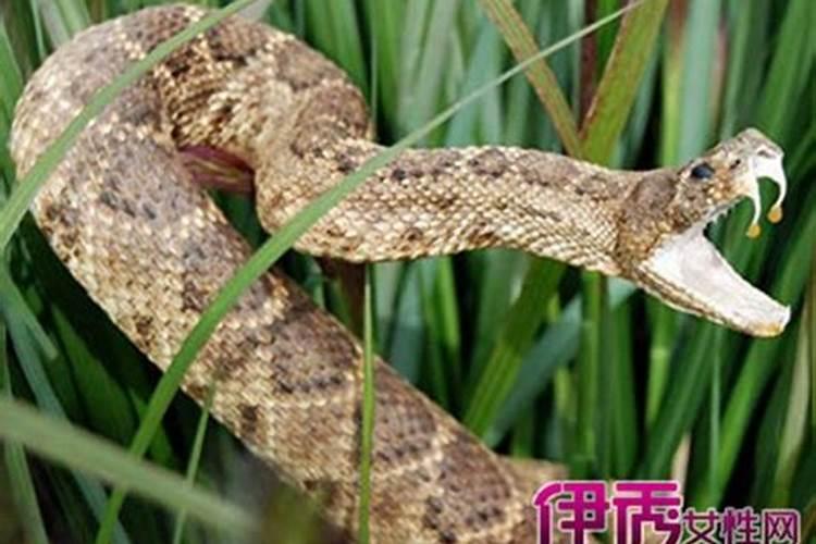 梦见蛇缠身被咬是什么意思？