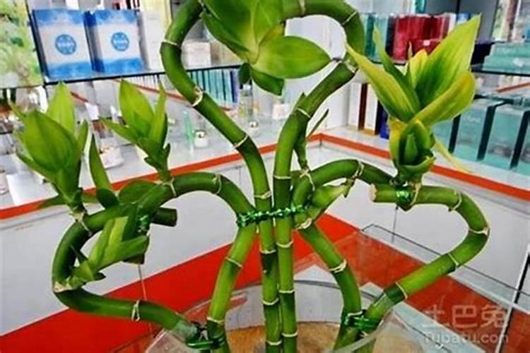 位置和风水的关系,风水竹子种在家中哪个位置好