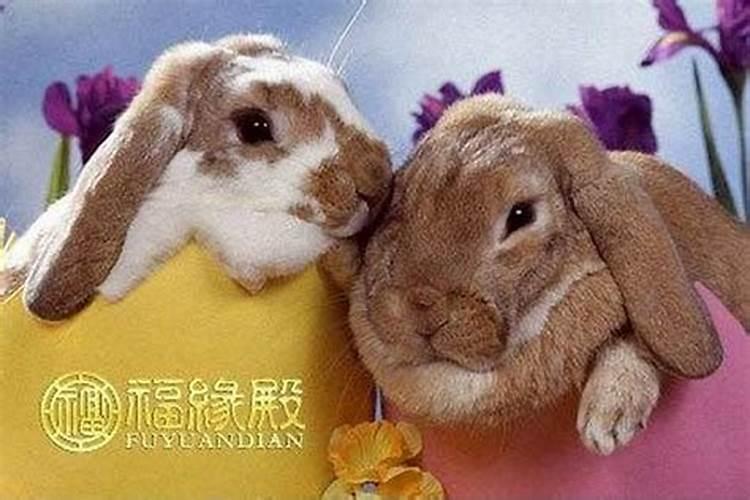 男属羊女属鸡合适吗