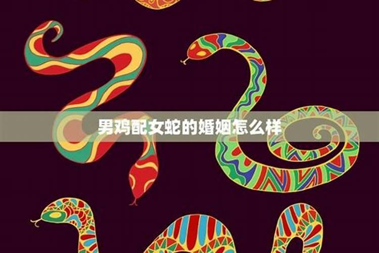 男鸡女蛇是上等婚姻吗 生活幸福运势高升