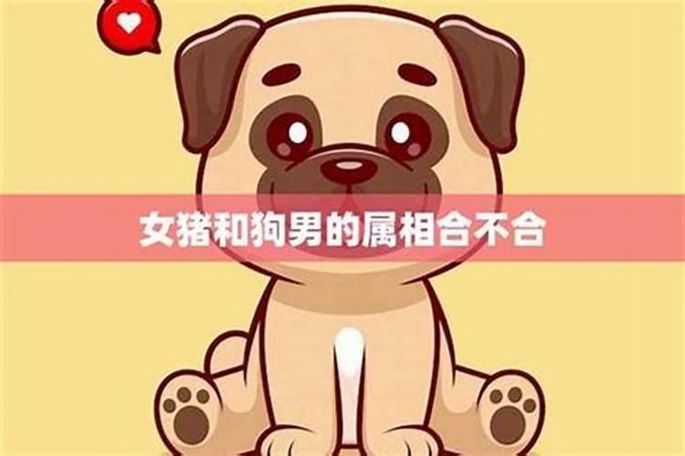 男狗配什么属相最好