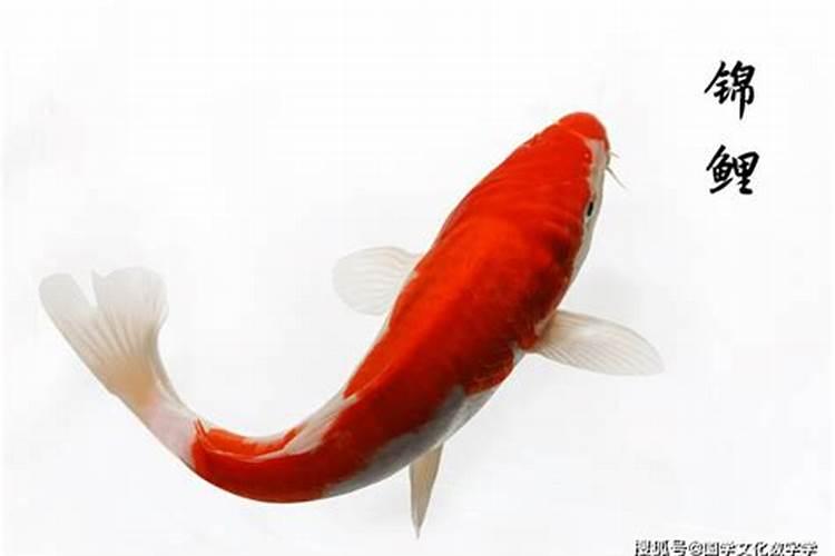 农村有一种风俗那就是小孩出生之后要找算名先生定花根,这定花根是什 ...