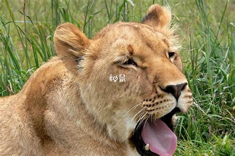 梦到白色狮子是什么意思 梦到白色狮子是啥意思