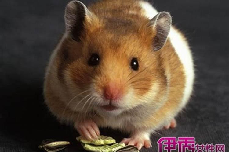 梦见老鼠进屋