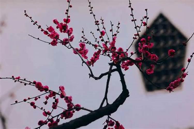 冬至梅花开了吗？
