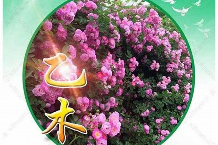 什么木命最好