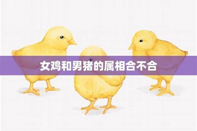 属兔男和属鸡女相配吗？