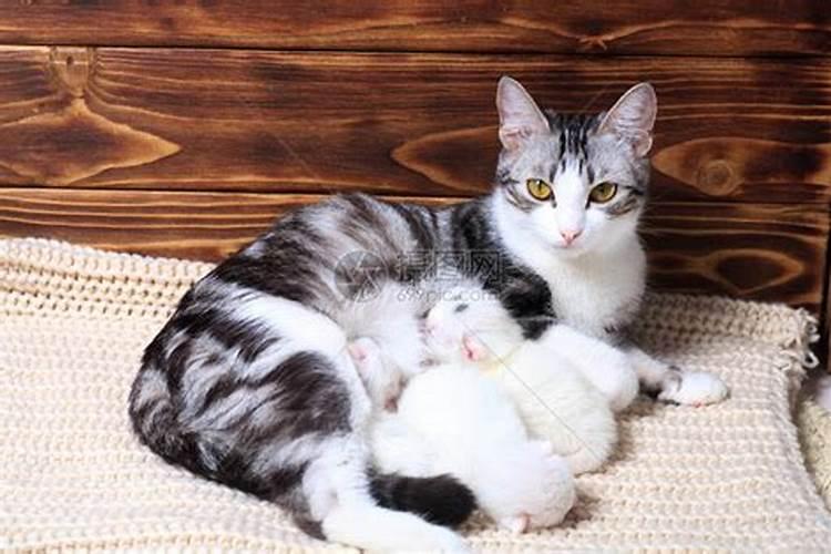 我们家的 小猫被吃了