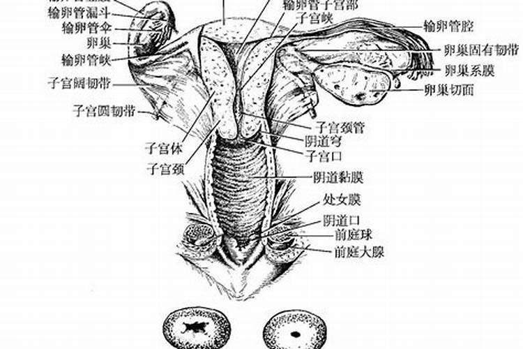 八字与星盘相反,求高人指点~~？八字看下来还可以,但星盘看下来无夫妻缘...
