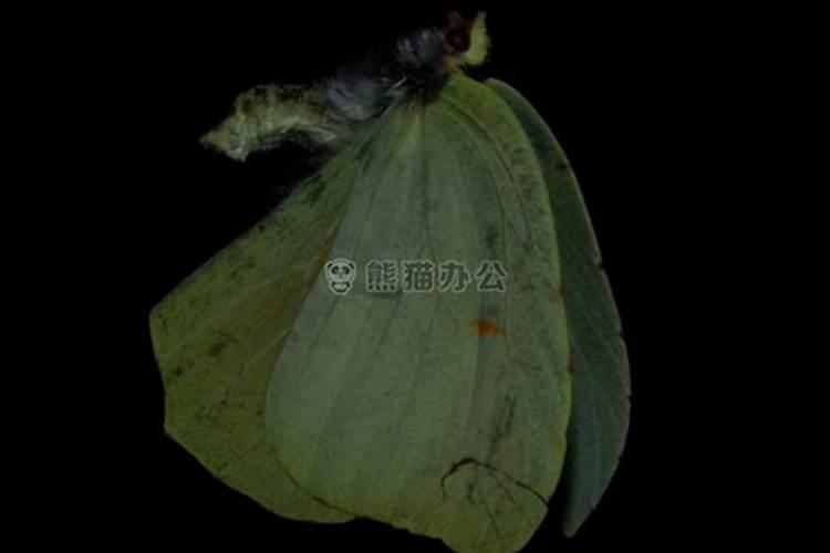 为什么有种说法人死后变蝴蝶？