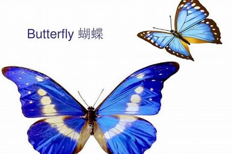 亲人化作昆虫回来探亲的说法是怎么来的
