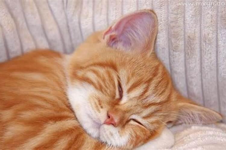 梦见抱着一只猫的预兆