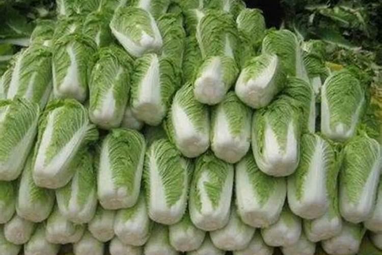 梦见买大白菜是什么兆头？