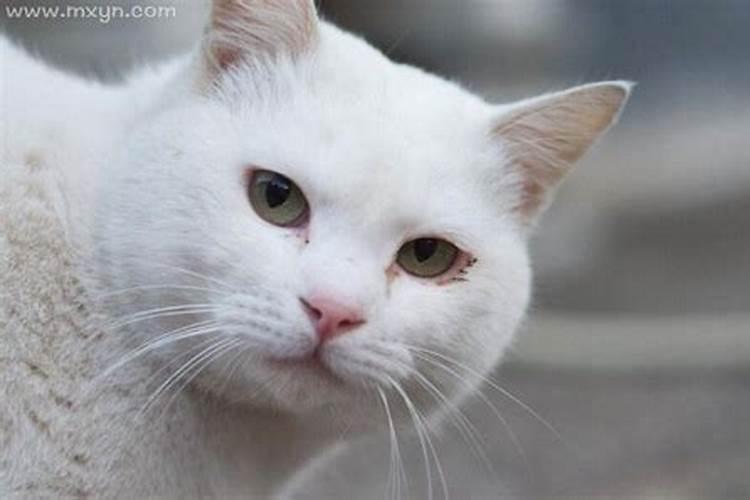 梦见自己和猫玩耍