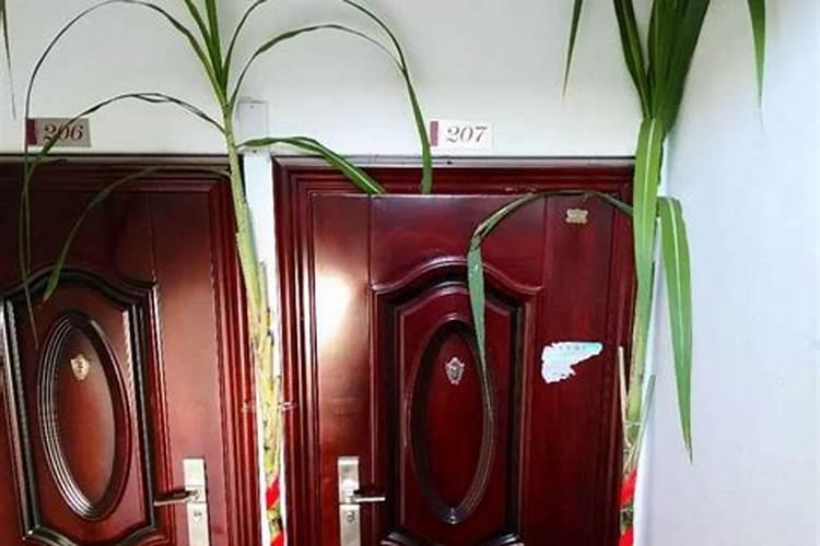 过年买甘蔗是什么意思 过年买甘蔗家里放哪里