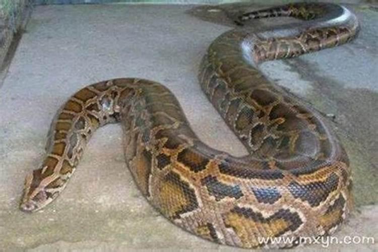 男虎女虎婚配不是很好,属虎男与属虎女能否婚配