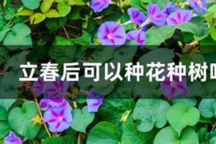 山东正月能栽树吗