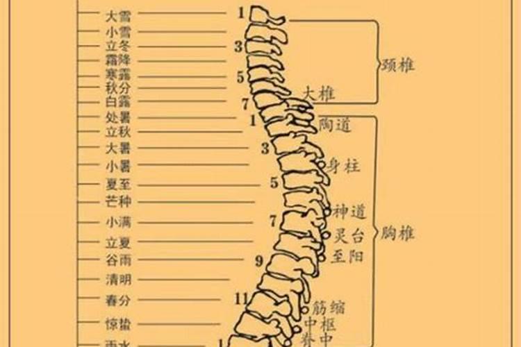 属牛腊月出生命运如何