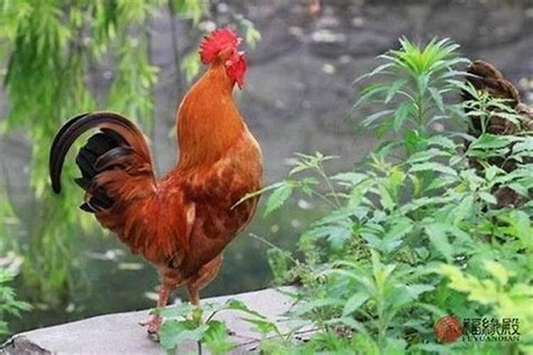 属鸡和属牛的婚姻相配吗