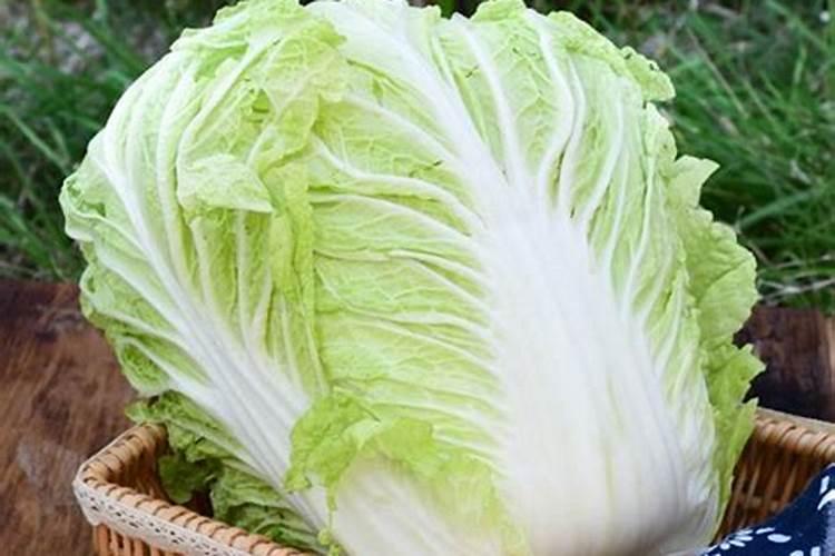 立春期间不同蔬菜的种植时间分别是怎样规划的