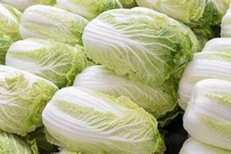 南方立春种什么菜最好