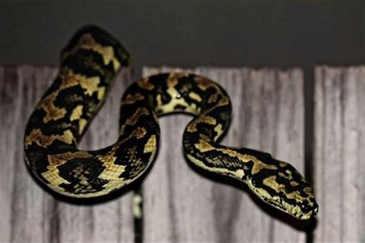 八二年农历六月初三是什么星座