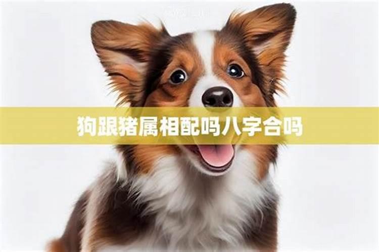 94狗和95猪八字合不合？