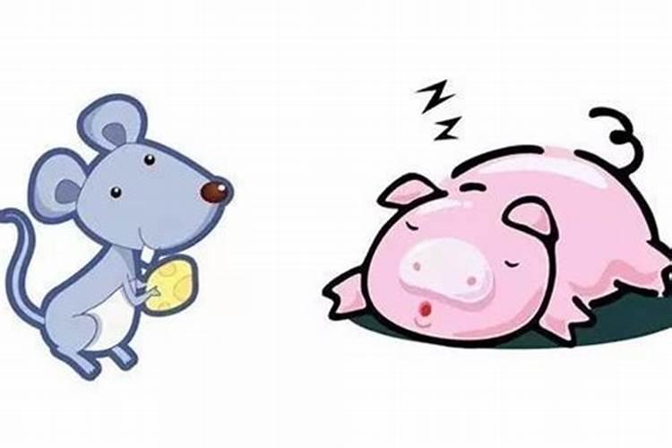 属猪的人和属鼠的人合吗？
