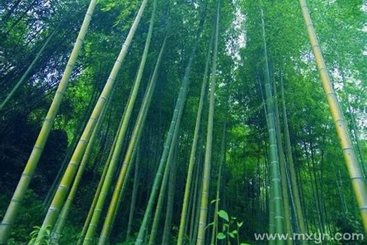属猪2025年犯太岁怎么化解