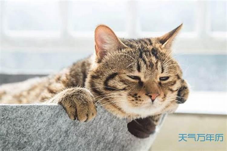 属猪的2025年犯太岁吗
