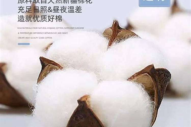 2025年十二生肖每月运势详解