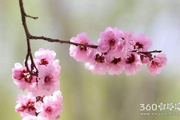 桃花煞是什么意思