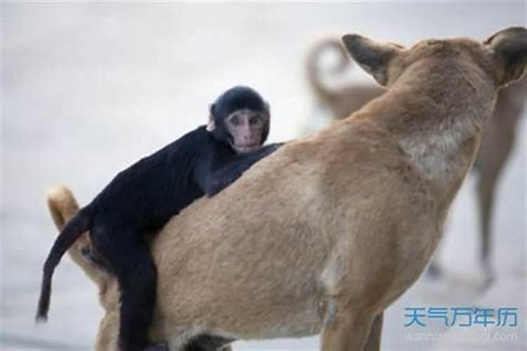 属狗男和属猴女婚配指数,属相狗和鼠相配吗