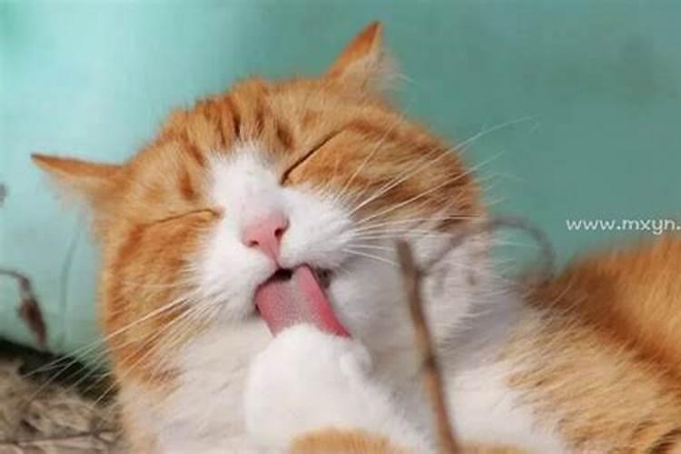 梦见猫抓破手流血的预兆