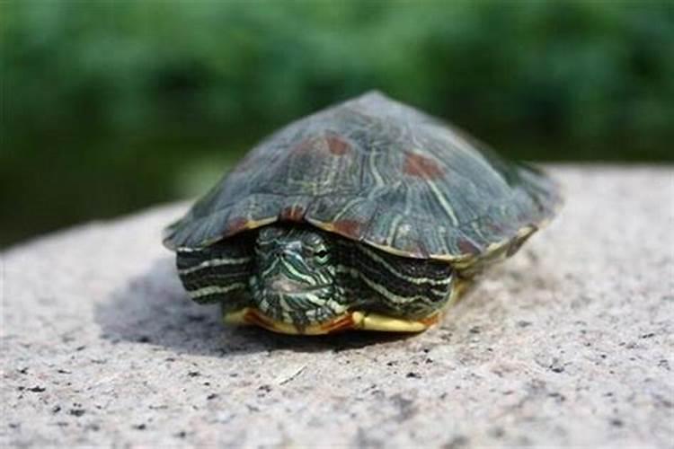 梦见好几只乌龟其中一个死了的预兆