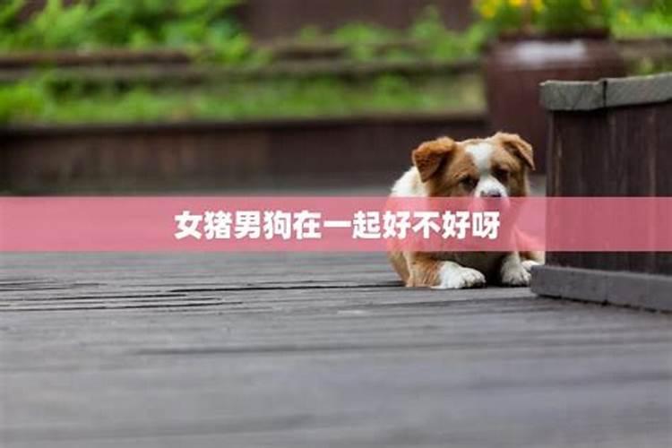 男狗女狗千万别在一起狗女狗在一起合婚吗