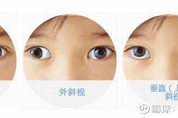 梦见泰迪狗是什么意思？