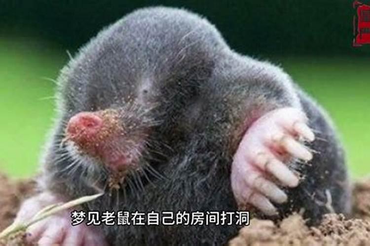 梦到耗子是什么意思？