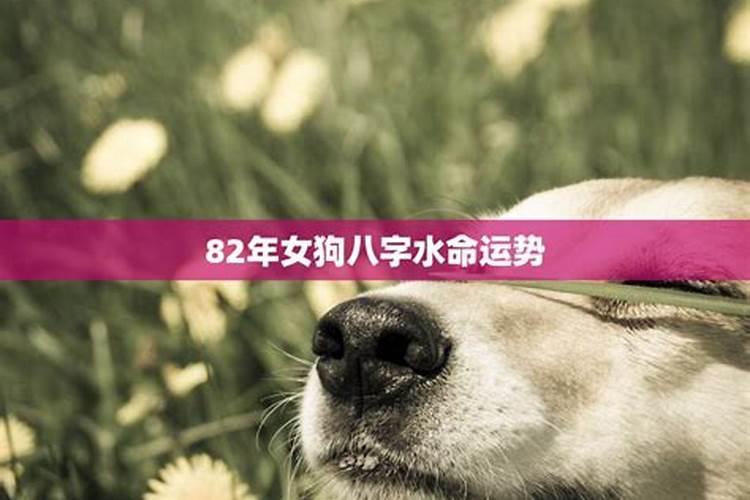 一九八二年属狗的命运如何,1982年属狗人一生运程