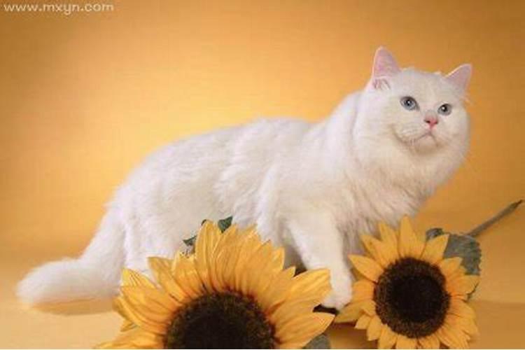 怀孕的人梦见猫