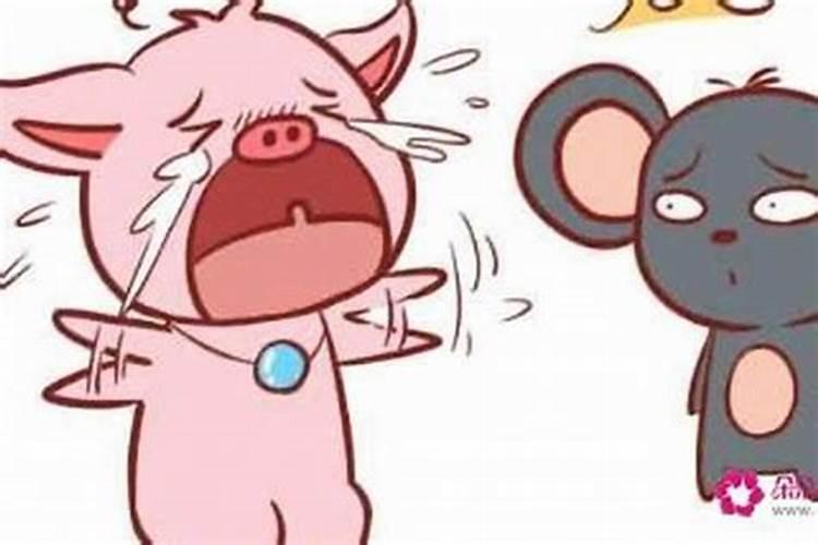 女猪男鼠 属相相配吗？拜托了各位 谢谢