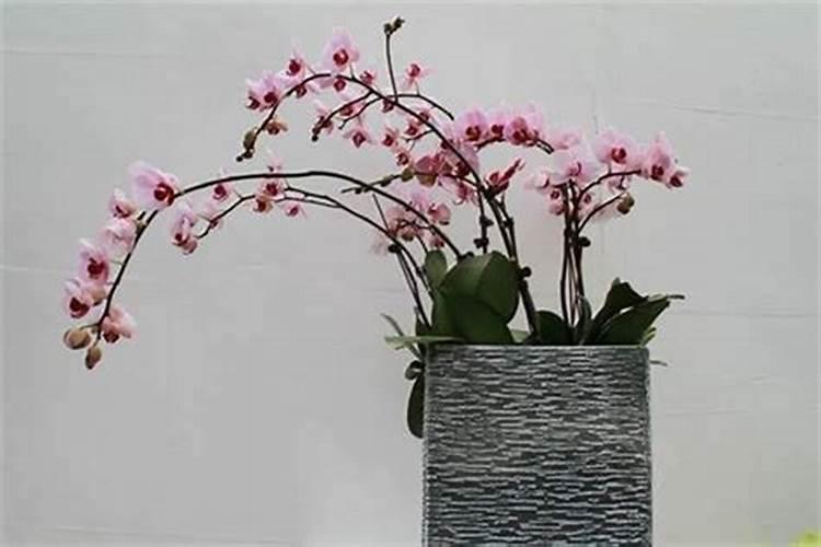 家种什么植物最旺运气和财运
