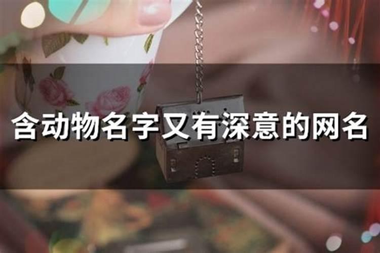 好听的动物名字宠物名字有寓意